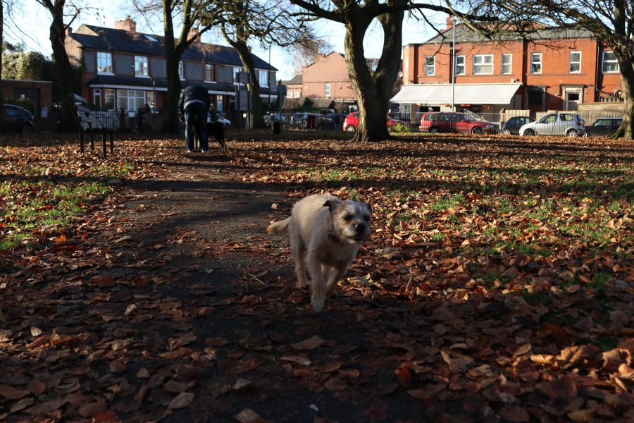 A dog plays in Beech Road Park