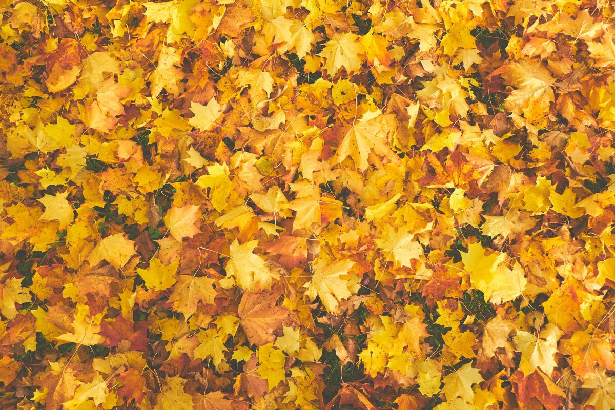 Closeup of autumn leaves lying on the ground