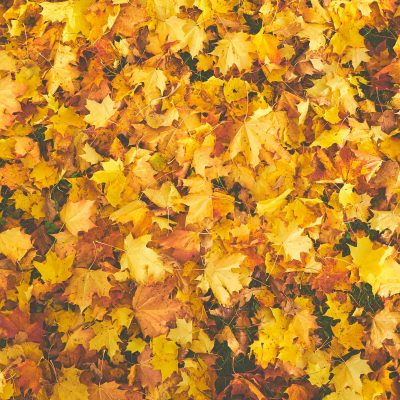 Closeup of autumn leaves lying on the ground