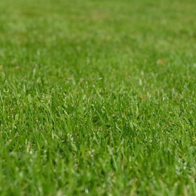 Closeup image of a patch of grass