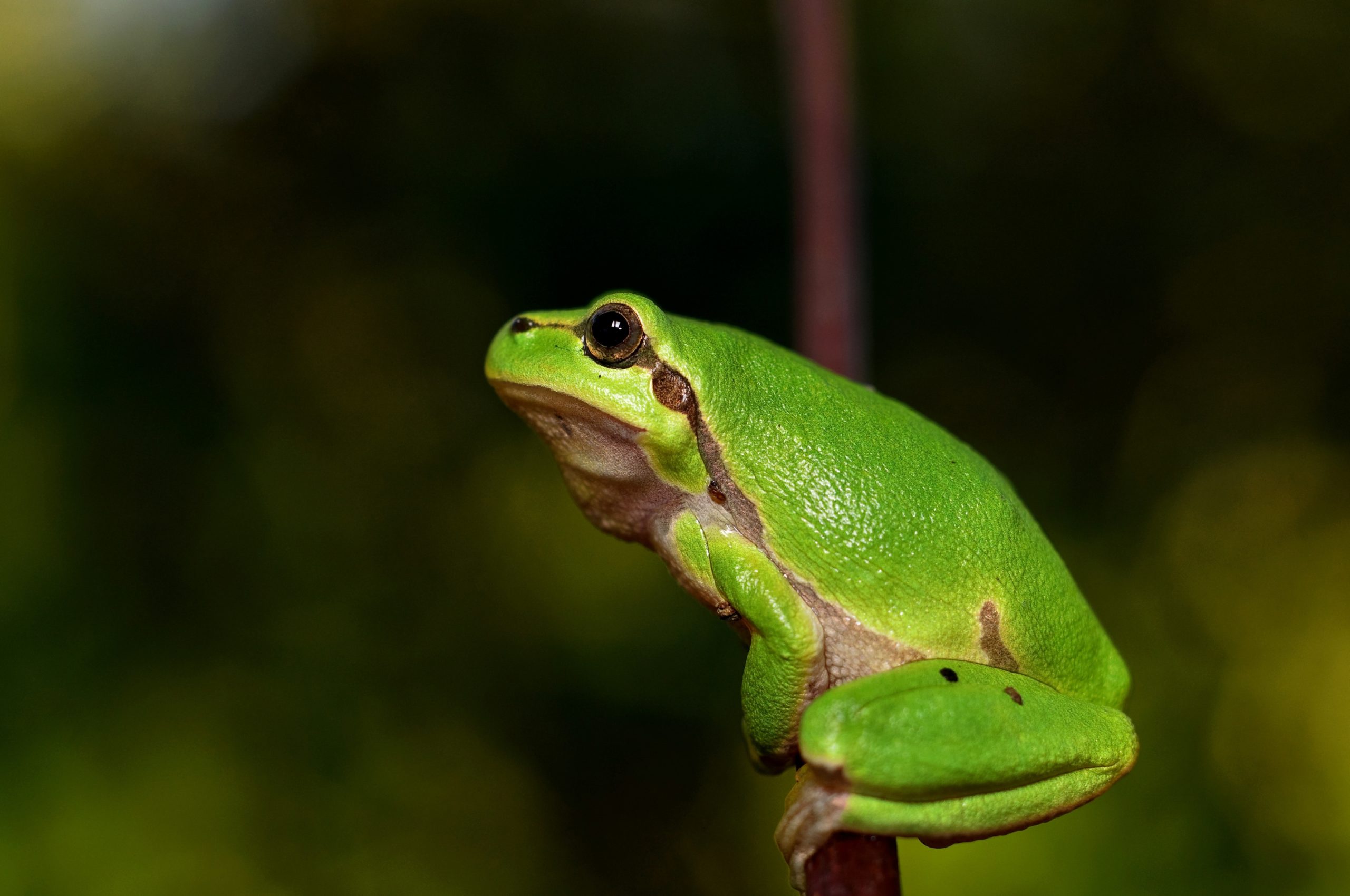 Green tree frog on a branch