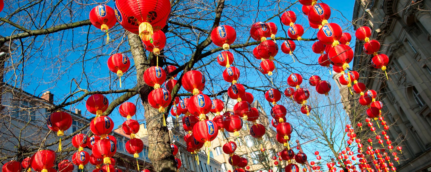 Red lanterns hang from a tree in St Anns Square for Chinese New Year.