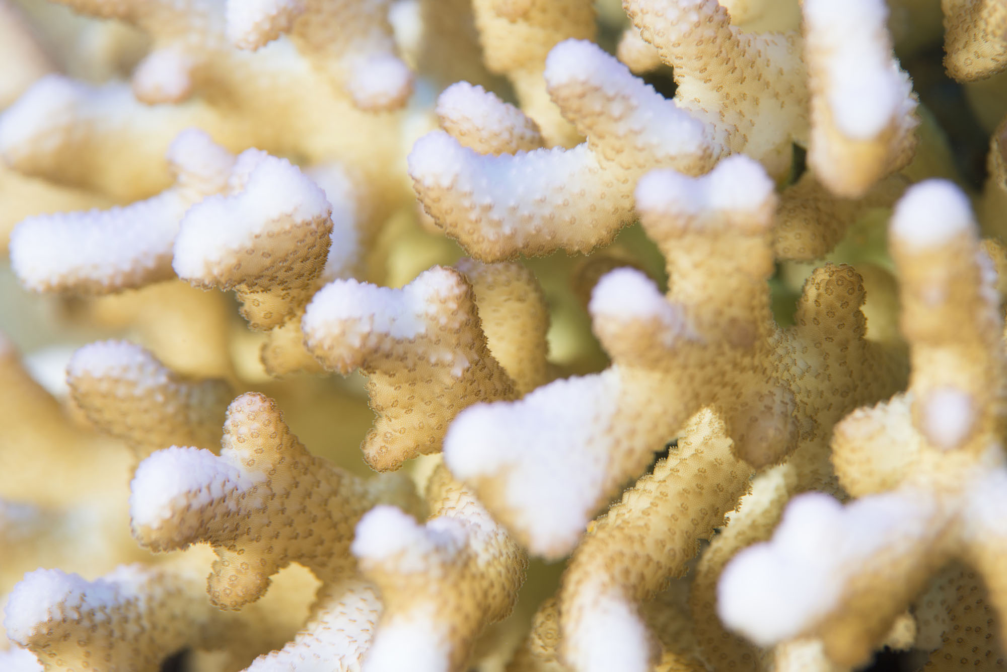 An extreme close-up of a piece of coral which has been bleached white due to global warming and the water being too warm.