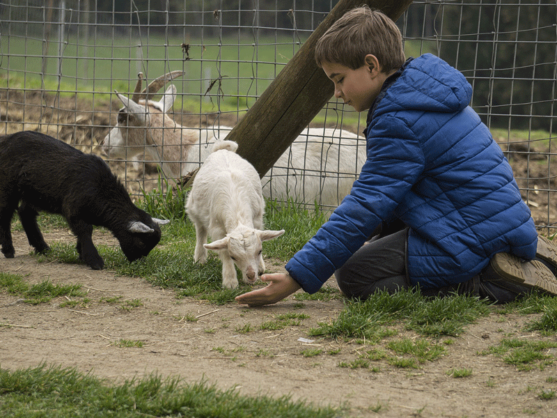 A young child wearing a blue jacket kneels down and holds out there hand as they feed a small white goat.