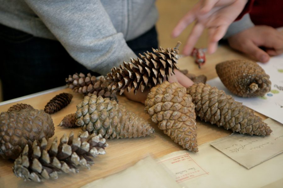 A collection of pine cones of all shapes and sizes on a table.