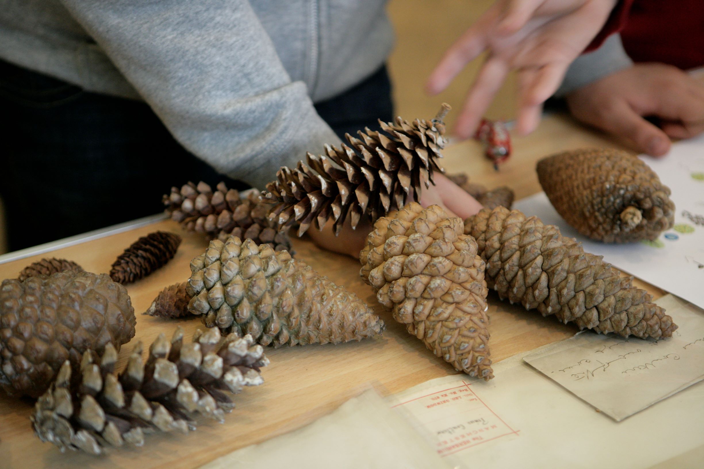 A collection of pine cones of all shapes and sizes on a table.
