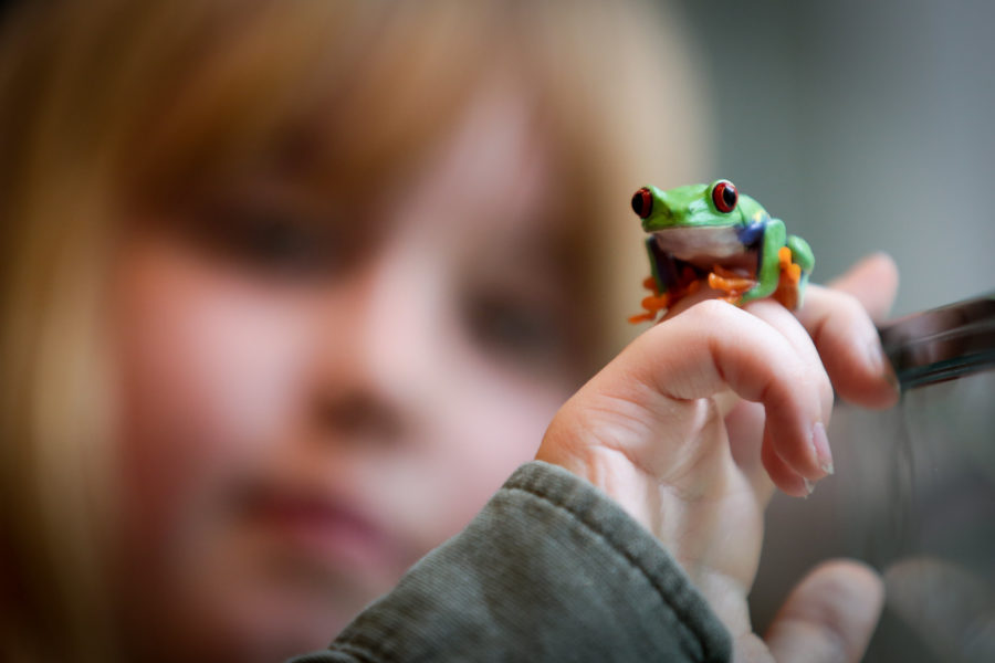 A tiny green frog perches on a young child's hand.