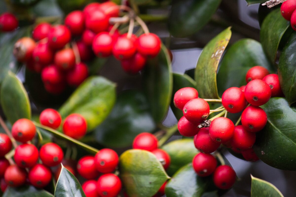 A close-up of a Holly bush with green leaves and red berries.