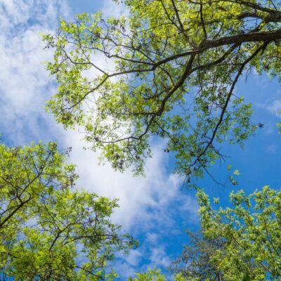 A bright blue sky with some cloud cover and the tops of three leafy tree branches.