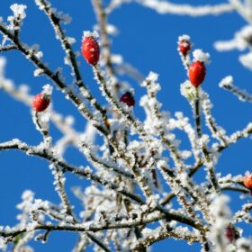 A bare, twiggy tree branch with red berries on it, with a dusting of snow.