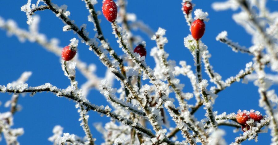 A bare, twiggy tree branch with red berries on it, with a dusting of snow.