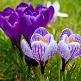 Four purple crocus' growing in grass. Two are dark purple and two are a lighter shade of purple.