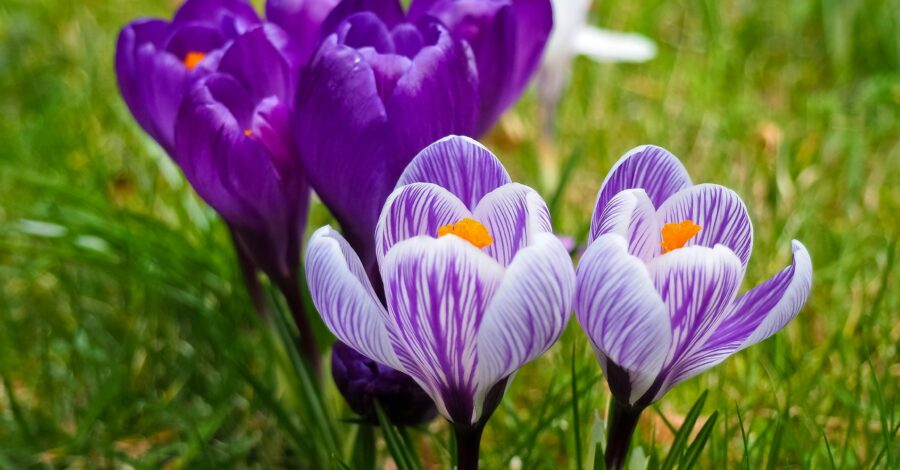 Four purple crocus' growing in grass. Two are dark purple and two are a lighter shade of purple.