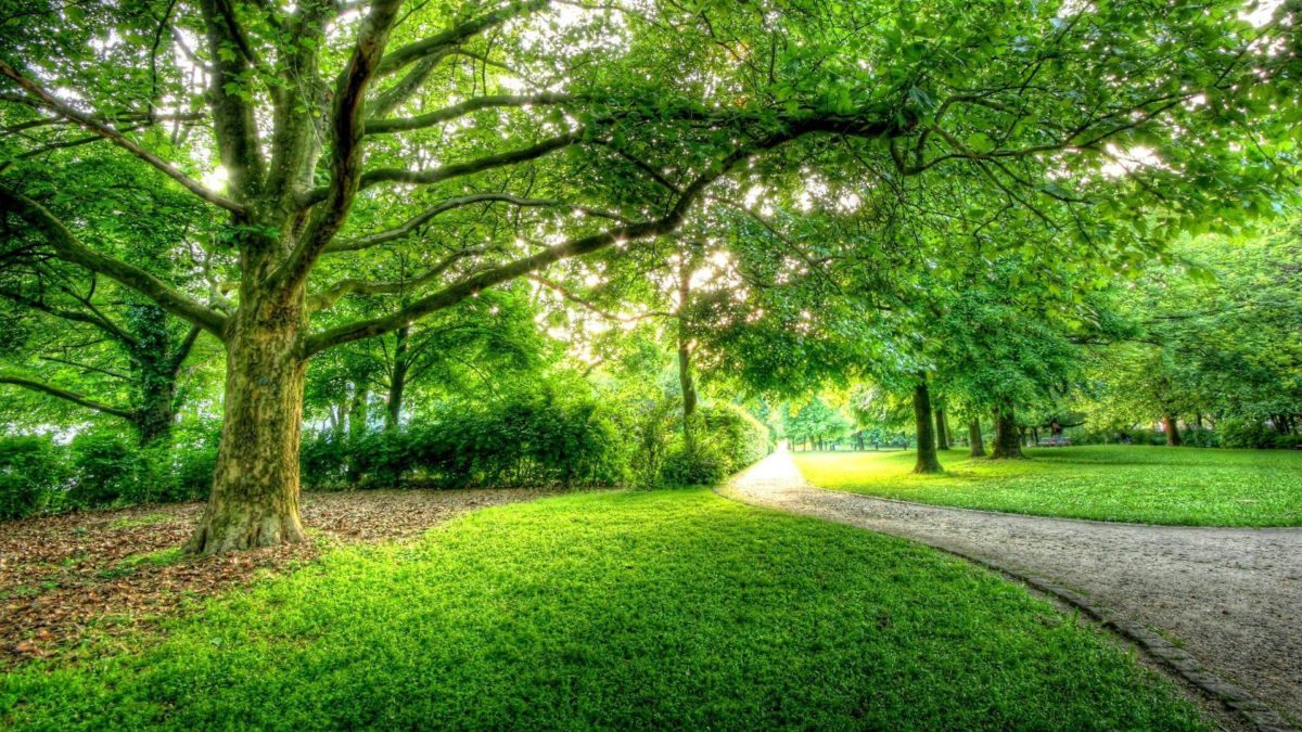 A wonderfully green park with a pathway.