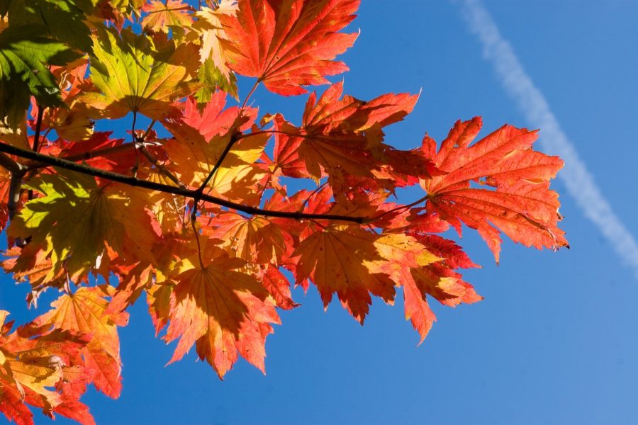 Some red tree leaves sit against a blue sky.