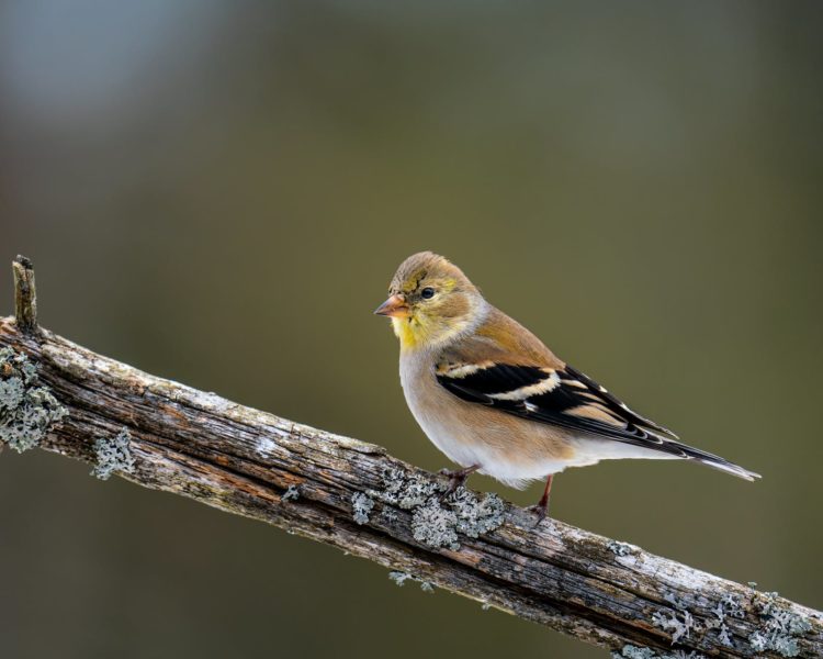 A goldfinch sits on the branch of a tree.
