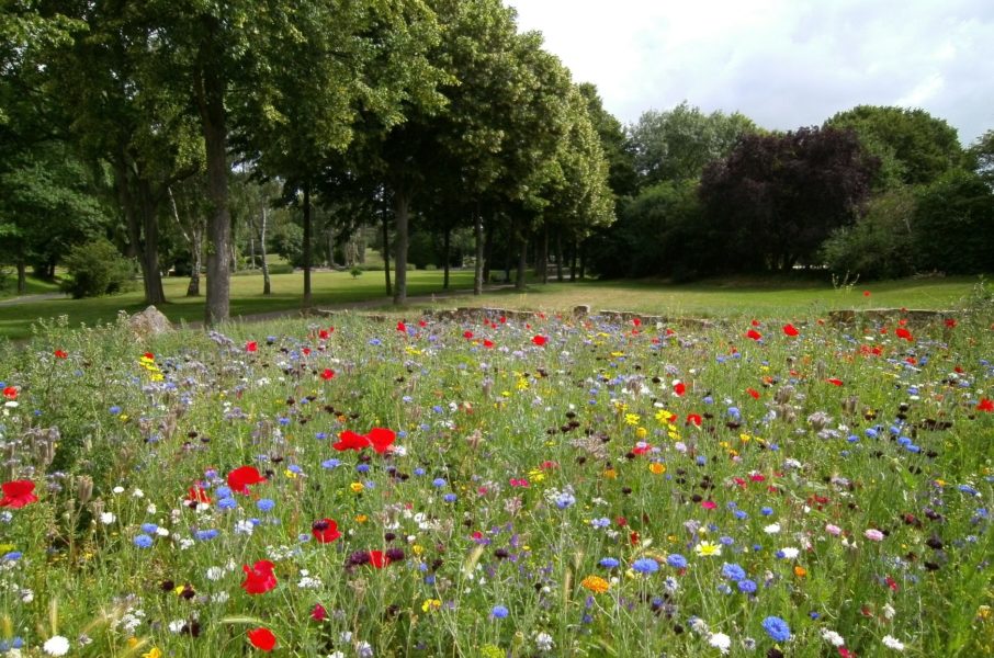 A grassy field blooms with a selection of colourful wild flowers.