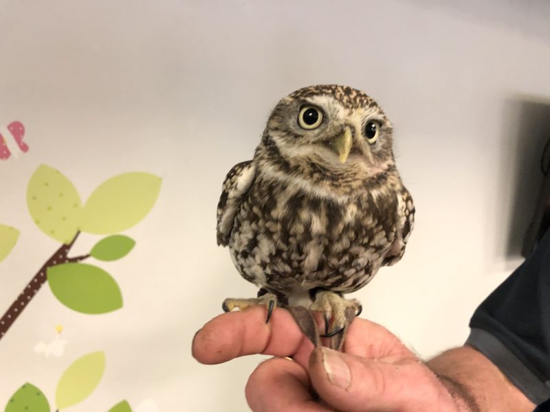 A small owls perched on a finger