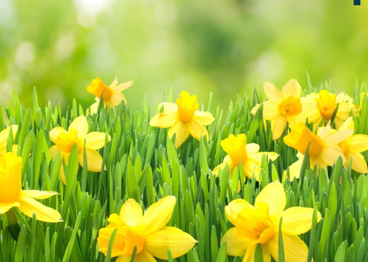 A flowerbed of daffodils
