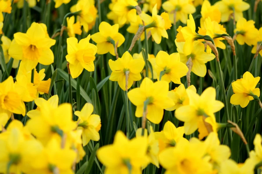 A flower bed of daffodils