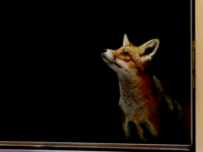 A Fox looks upwards