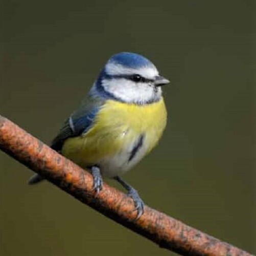 A blue tit perched on a branch