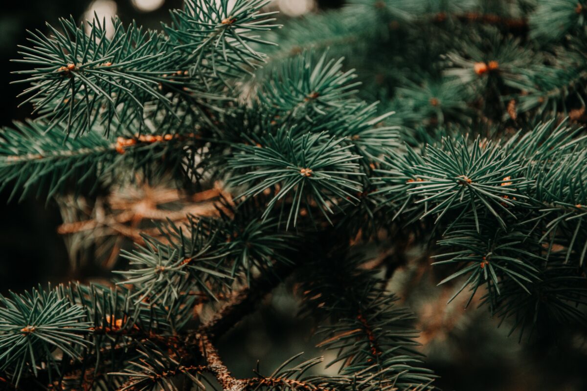 A close up of a branch on a lush green pine tree