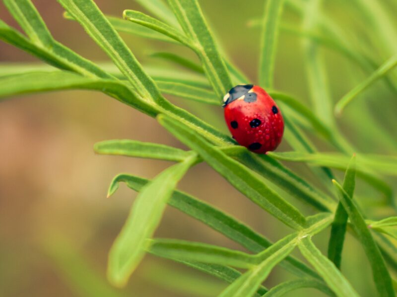 A red ladybird with black spots on a green plant.