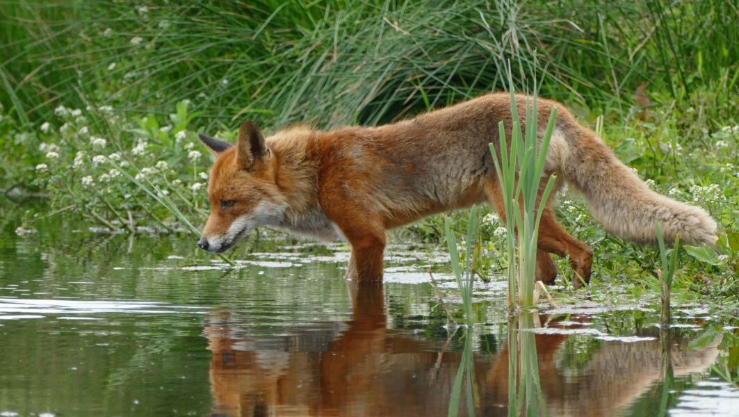 A healthy looking fox standing on a grassy bank near a body of water.