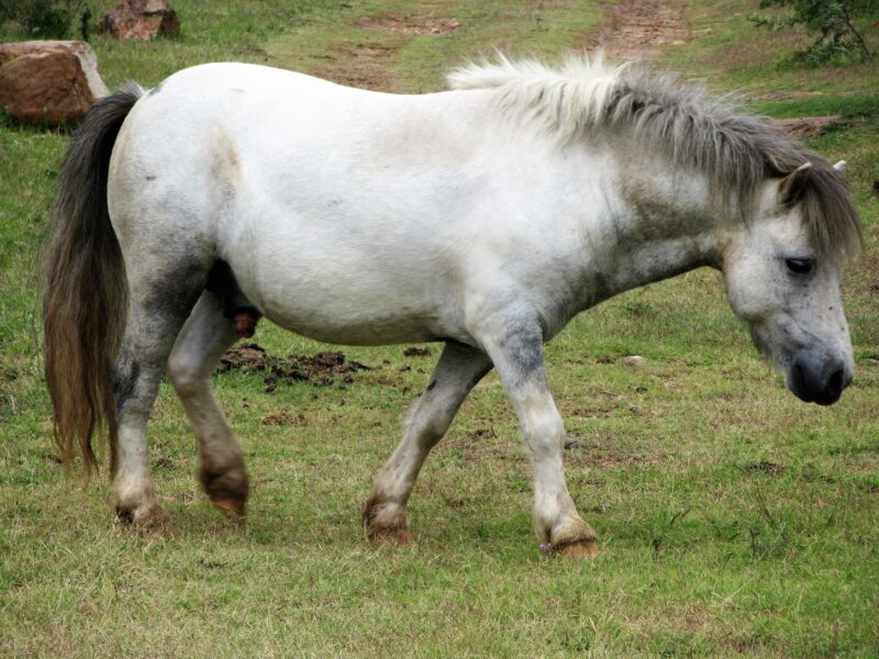A white and grey pony trots in a field.