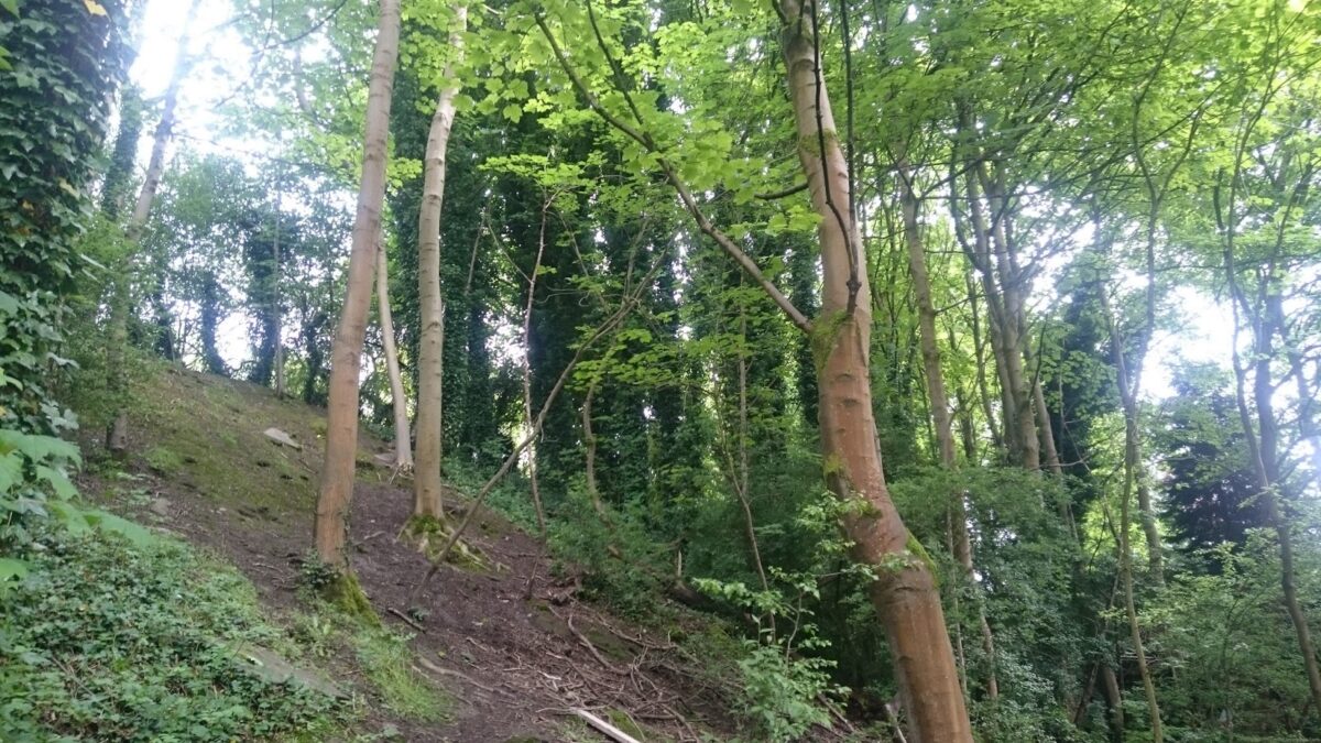 The trees in Bailey's Wood Manchester