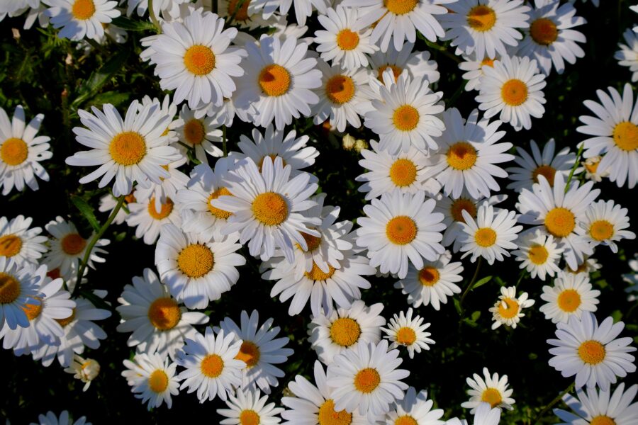 A bunch of yellow and white daisy flowers.