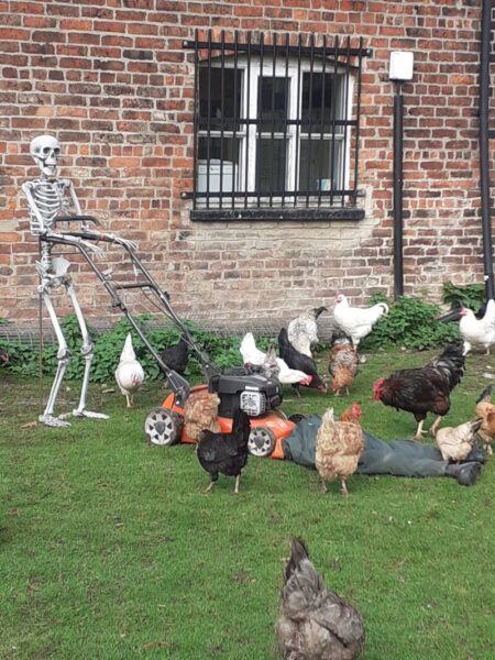 A life size model of a skeleton pushing a lawn mower surrounded by chickens.