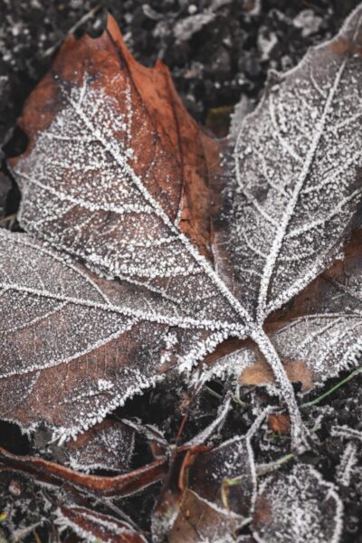 A brown leaf covered in a layer of frost.