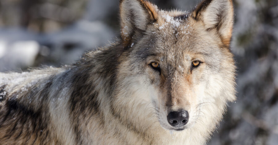 A close up of a wolf's head and shoulders.