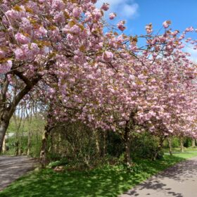 A row of trees decorated with pink blossom.