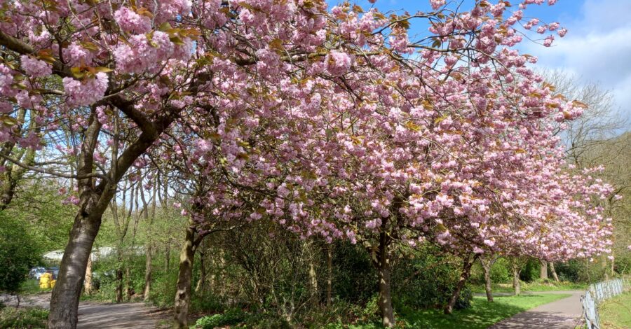 A row of trees decorated with pink blossom.