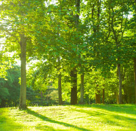 a grassy lawn with a line of trees on a bright sunny day.