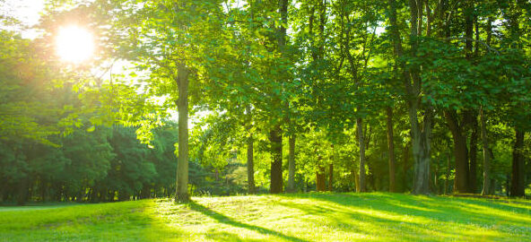 a grassy lawn with a line of trees on a bright sunny day.