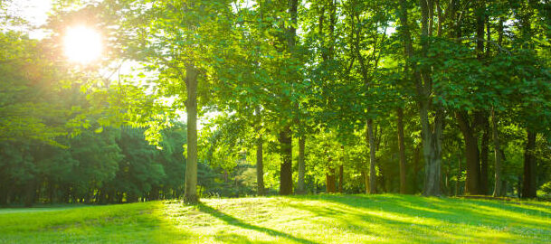 a grassy lawn with a line of trees on a bright sunny day.