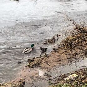 Ducks on the water at Chorlton Water Park.