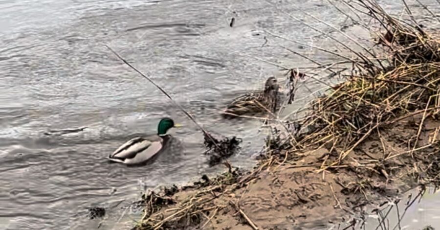 Ducks on the water at Chorlton Water Park.