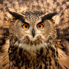 A close up of an Tawny Owl's face with piercing orange eyes.