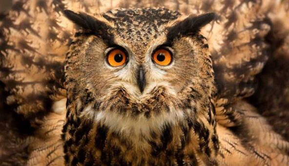 A close up of an Tawny Owl's face with piercing orange eyes.