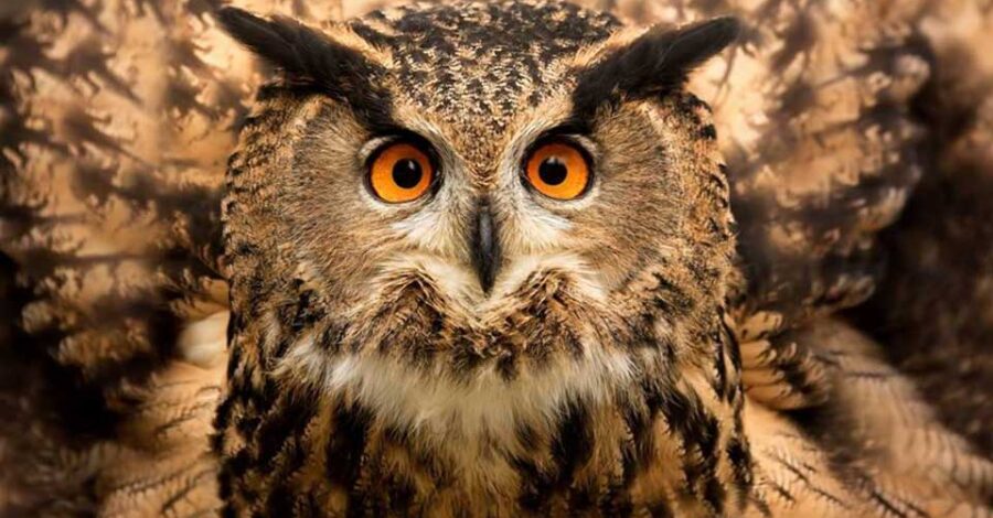 A close up of an Tawny Owl's face with piercing orange eyes.