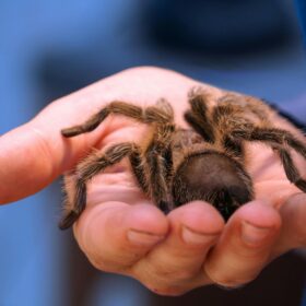 A tarantula in a person's hand.