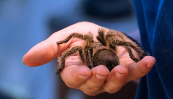 A tarantula in a person's hand.