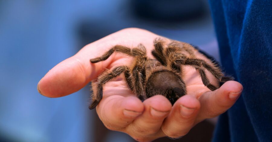 A tarantula in a person's hand.