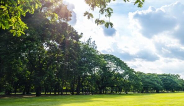 A grassy lawn surrounded by trees. The sun is shining and the sky is blue with a few clouds.