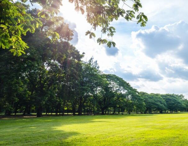 A grassy lawn surrounded by trees. The sun is shining and the sky is blue with a few clouds.